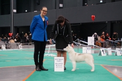 Ruby CACIB Bydgoszcz 15.02.2026
